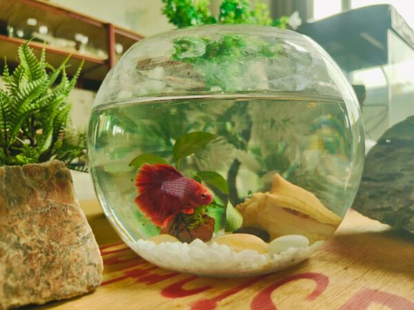 Valentine Betta Fish Bowl