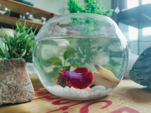 Valentine Betta Fish Bowl - Image 2