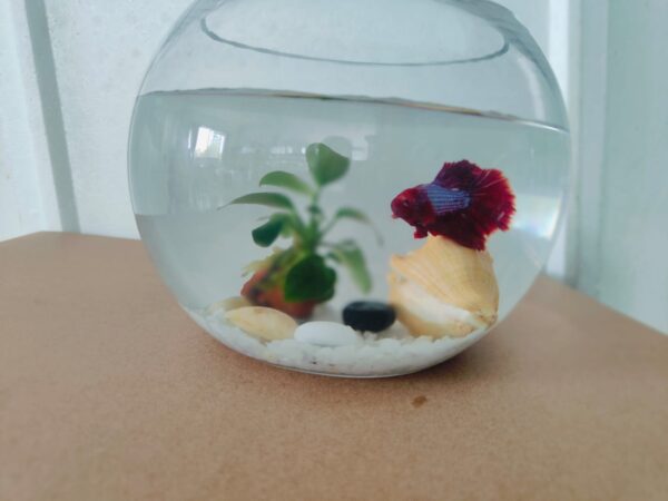 Valentine Betta Fish Bowl - Image 3