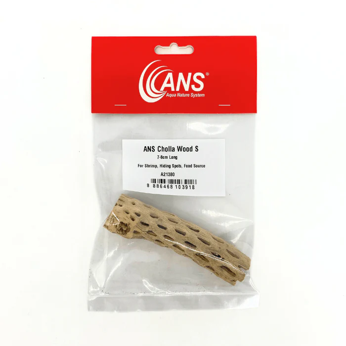 ANS CHOLLA WOOD S (7-8CM)